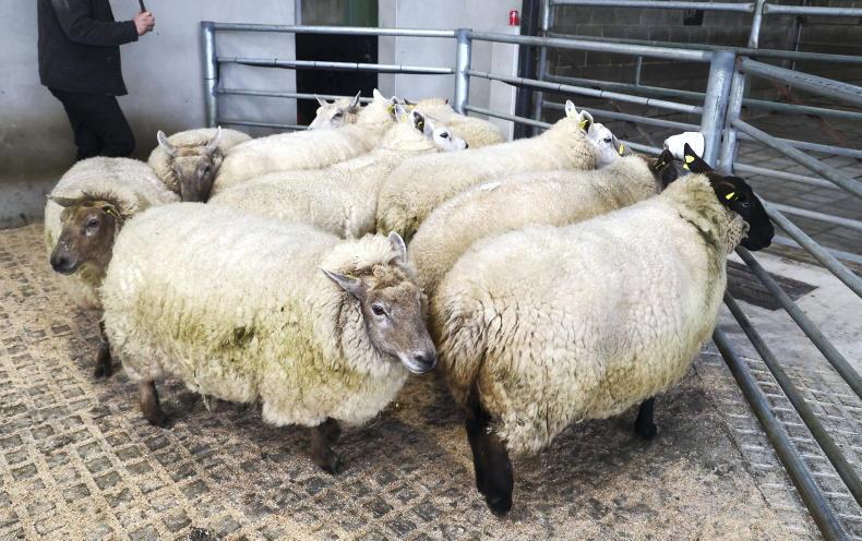 Spring lamb prices heading for €10/kg - Vimarsana News