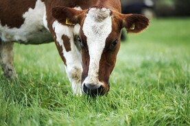 Farmers release the grazing reigns with settled weather Farmers release the grazing reigns with settled weather