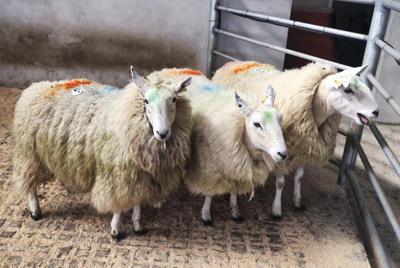Sheep mart prices: Insatiable appetite for slaughter-fit sheep - Vimarsana News