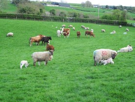 EIP calls announced for animal welfare and gender balance EIP calls announced for animal welfare and gender balance