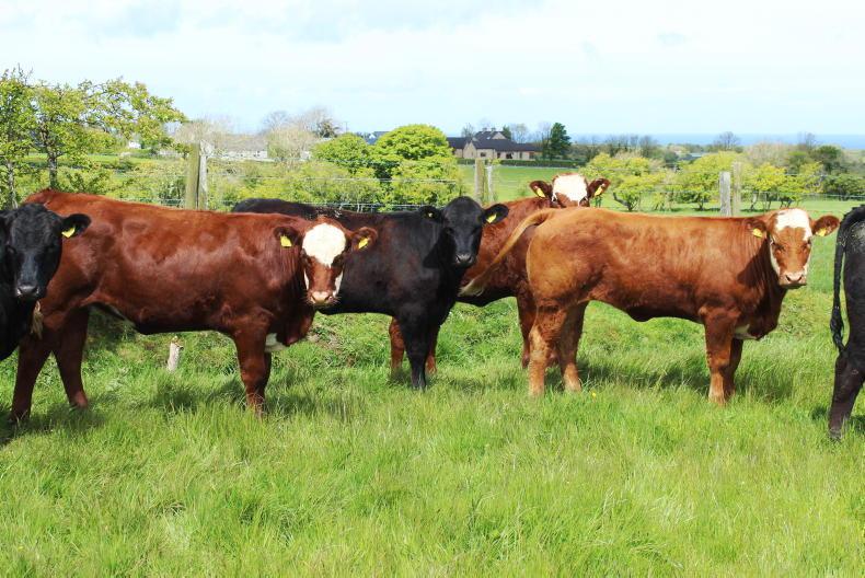 Making a final call on breeding replacement heifers - Vimarsana News