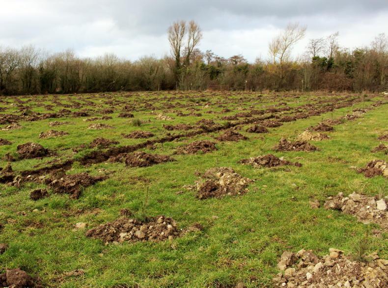 Forestry costs at Department rocket to reach €7,388/ha - Vimarsana News