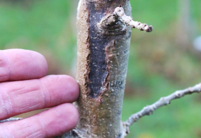 Ash dieback package sparks cautious welcome and growers' concerns - Vimarsana News
