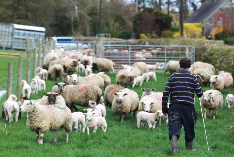 Sheep Management: sheep welfare scheme, orf and Eid al-Adha