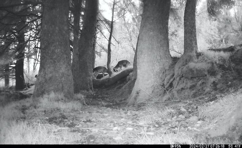 Motion-sensor cameras capture elusive wildlife species on Footprint Farms