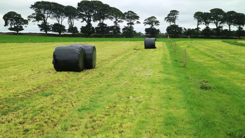 The Grass Week: heat starting to drive growth but rain not helping matters - Vimarsana News