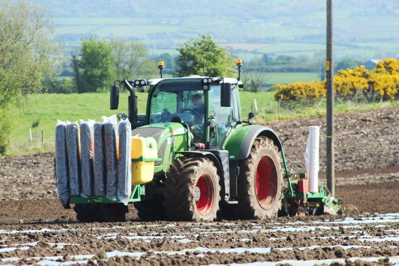 Maize acreage up 10,000ac this year - Vimarsana News