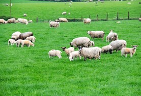 Factories undermining sheep sector with attempted price cuts - IFA Factories undermining sheep sector with attempted price cuts - IFA