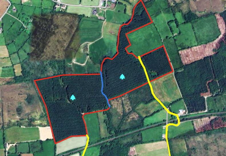 Good forestry with clearfelling licence - Vimarsana News