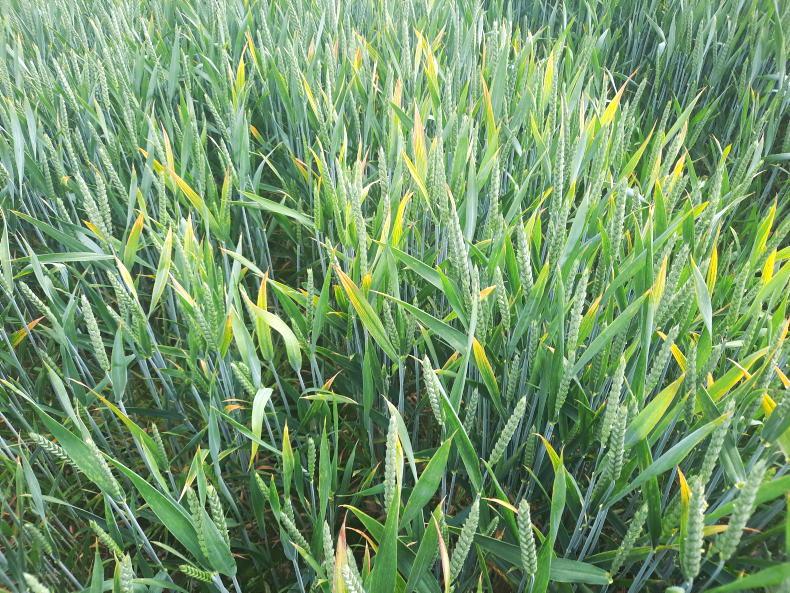 Barley, deficiencies and no artificial fertiliser - Vimarsana News