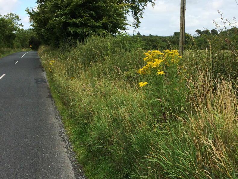 Roadside ragwort – who is responsible for controlling it?