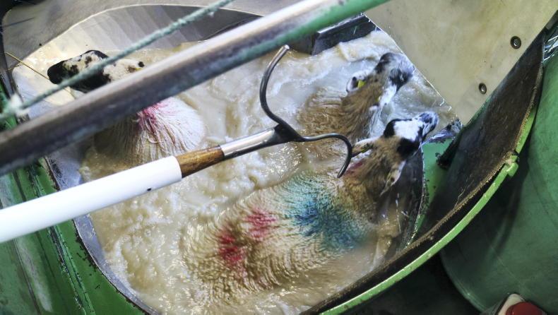 Sheep Management: plunge dipping, marketing hill lambs and elite ram sale