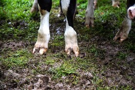 You’re taking the brisket – the lore of blackleg disease in cattle You’re taking the brisket – the lore of blackleg disease in cattle