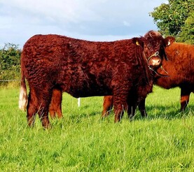 Scope for Salers in Suckler systems Scope for Salers in Suckler systems