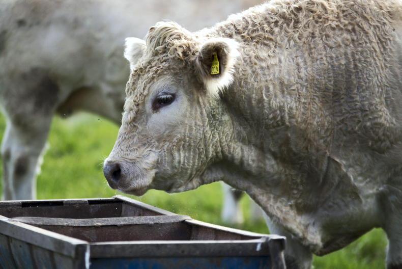 Feed prices to remain stable in short term