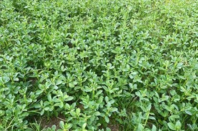 Schemes update: 23 September deadline for AMS notifications Schemes update: 23 September deadline for AMS notifications