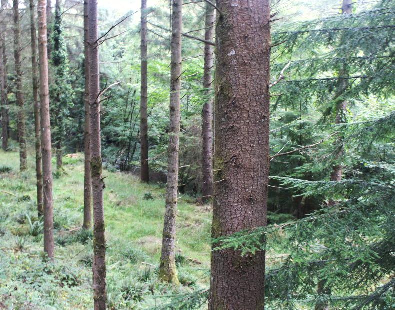 14% of tree planting target completed