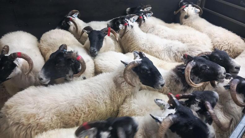 Draft ewes meet flying trade at Hexham