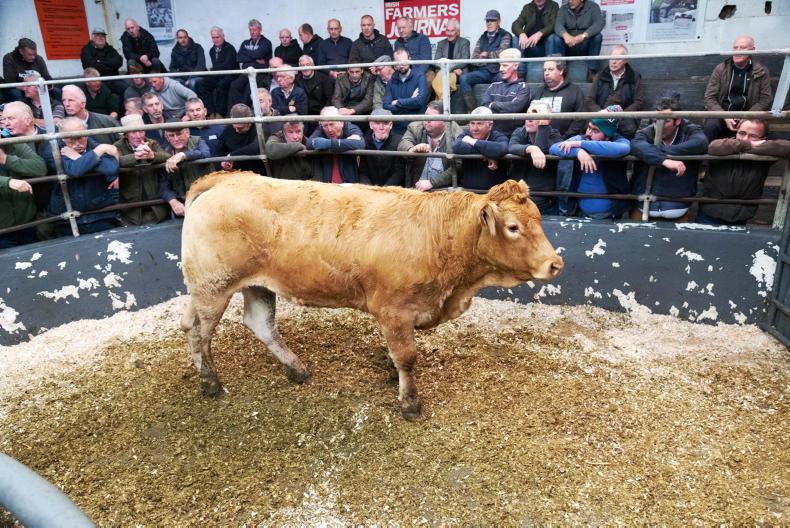 Donegal weanlings in demand    