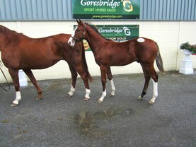 Sales: leading handler invests €30,000 in new show jumping prospect Sales: leading handler invests €30,000 in new show jumping prospect