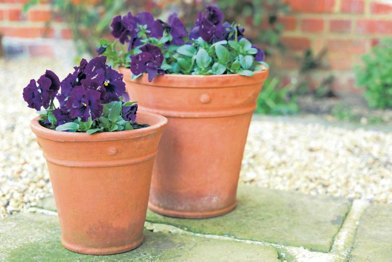 Gardening with Gerry: planting a winter wonderland
