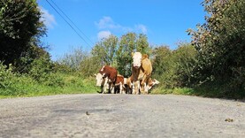 Farmer Writes: the never-ending story of TB Farmer Writes: the never-ending story of TB