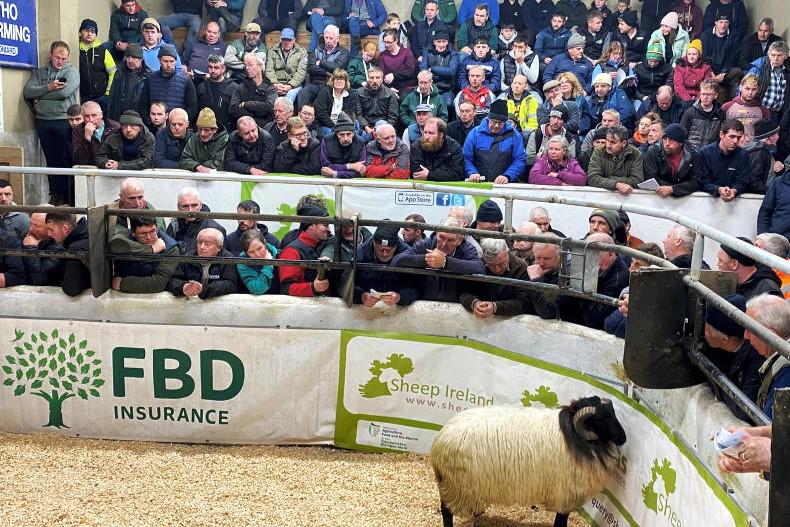 Huge success for inaugural Sheep Ireland hill ram sale 
