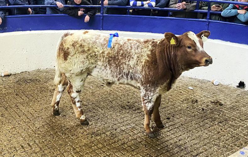 Camera at the Mart: average of €3.75/kg in Carrigallen for heifers