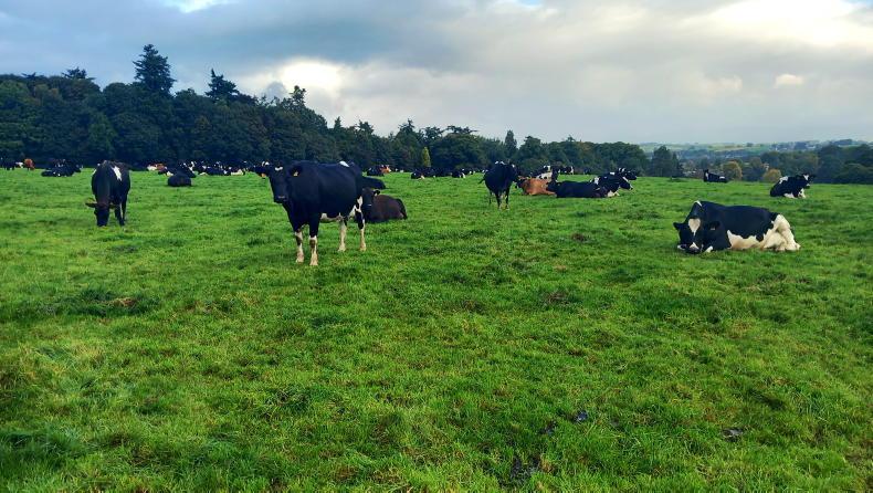 Milking 550 cows on rented land in England