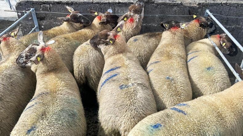 Smaller abattoirs struggle to dispose of sheep skins