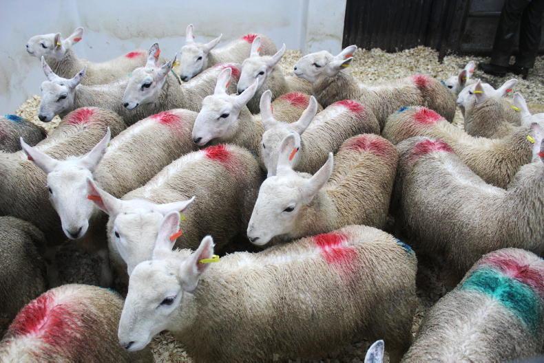 Rampant NI mart trade for fat lambs