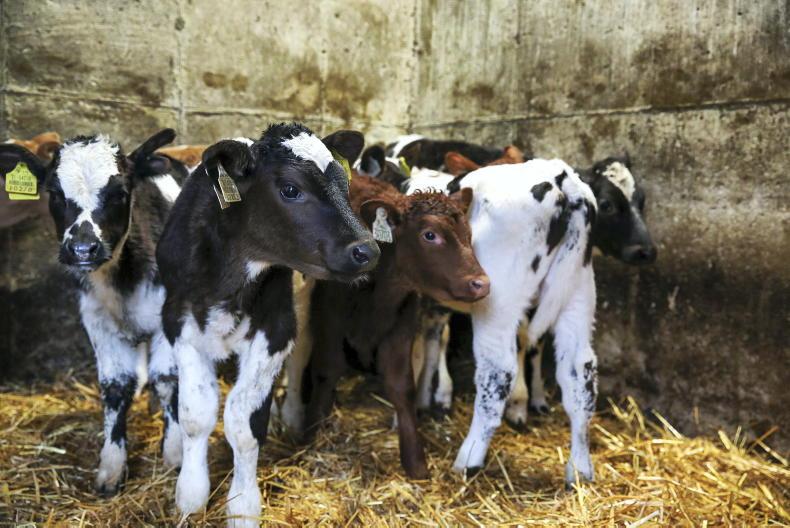 More organic beef finishing farms needed to prevent leakage - Teagasc 