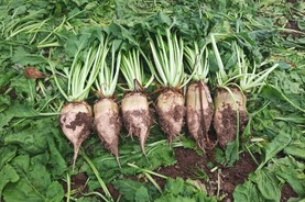 Beet crops three weeks behind Beet crops three weeks behind