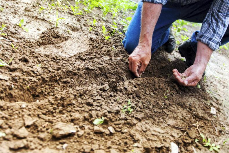 Dempsey at Large: Soil – the basic resource