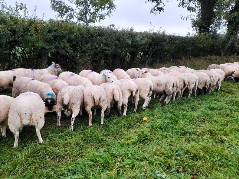 Farm trial looks to sort scouring lambs
