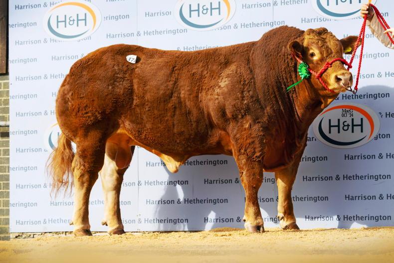 Limousin bulls average £7,900 at Carlisle 