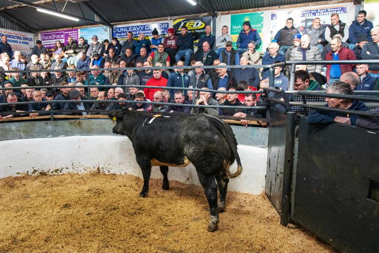 Camera at the Mart: weanling heifers hit €6.25/kg in Milford