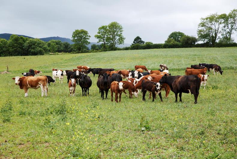 Editorial: organic finishers required 
