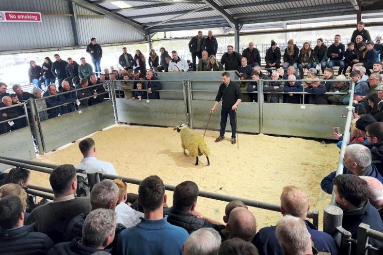 Record turnover recorded at the 2024 Dalmally Blackface sale