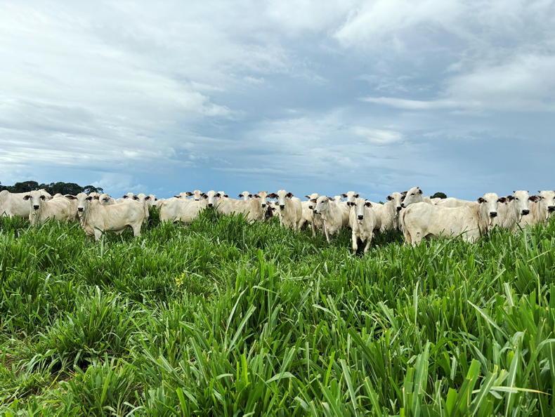 Drop in global beef production forecast for 2025