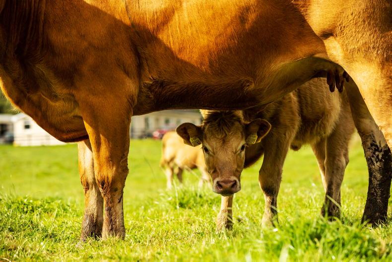 Department assessing whether new entrants could join ACRES