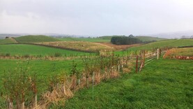 Moving from sheep to low input sucklers Moving from sheep to low input sucklers