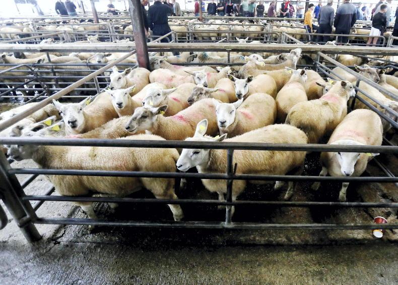 Factories lift sheep prices