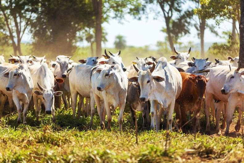 Hormone-free Brazilian beef to EU cannot be guaranteed, report finds