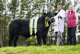 Drumhill duo claim top spots at Northern Ireland Angus calf show Drumhill duo claim top spots at Northern Ireland Angus calf show