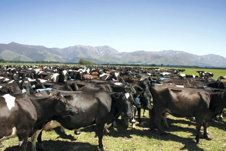 Dairy Day view from NZ: 440kg solids from 475kg cows