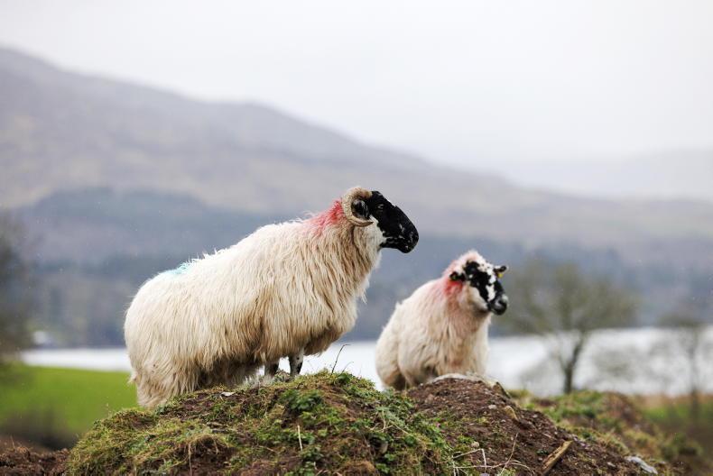 Sheep management: SWS payments, grass management and weather 