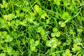 Dairy Management: what to do with high grass covers? Dairy Management: what to do with high grass covers?