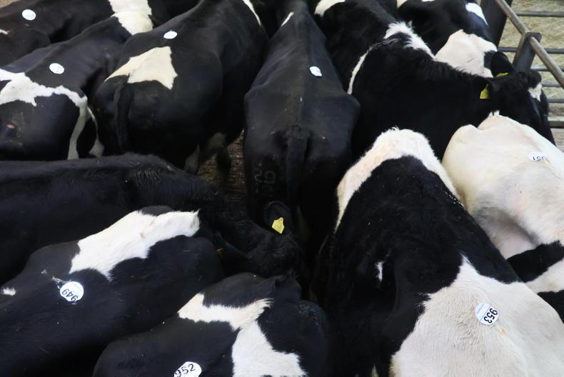 Camera at the Mart: super trade for dry cows and calves in Bandon