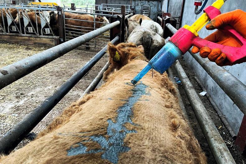 Factor late housing into fluke treatments this winter